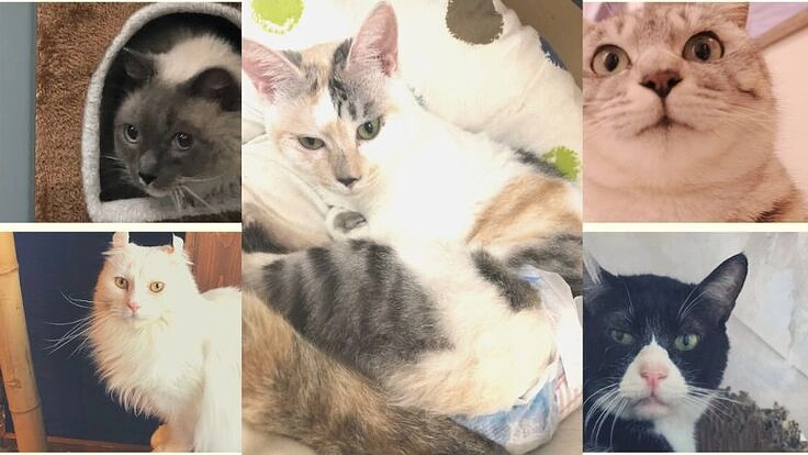 病気や高齢で家族のいない保護猫を皆で守る　みんなで里親さん