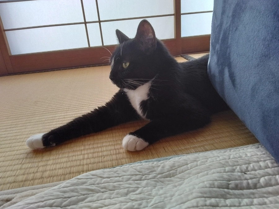 7/1はなちゃんの様子(発作あり)