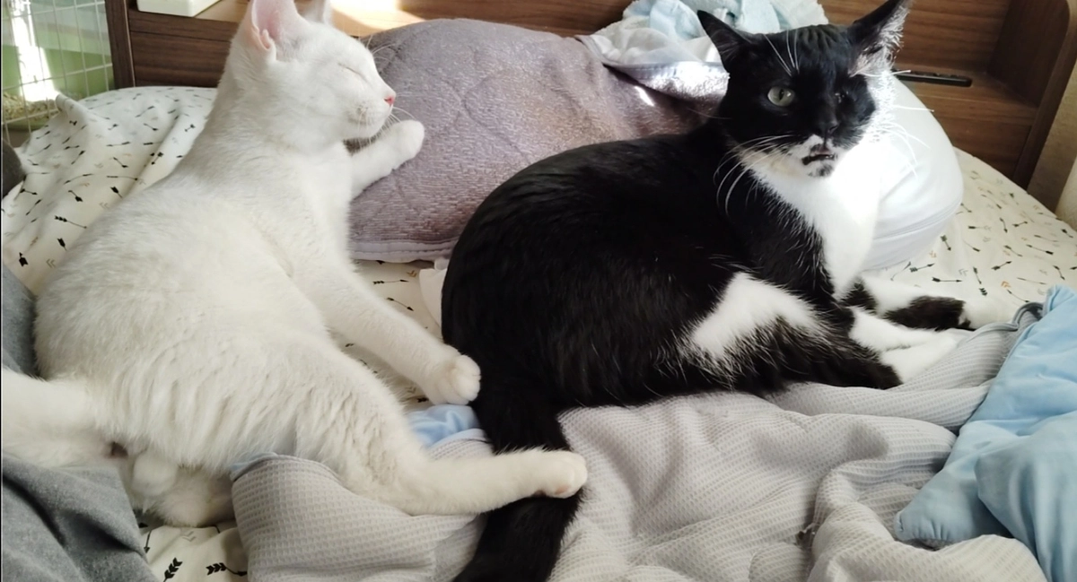 保護猫ちゃんの紹介④