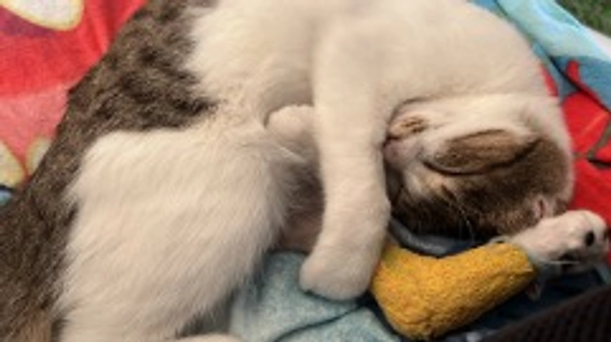 アンジュちゃんとハッピーハロウィーン🎃