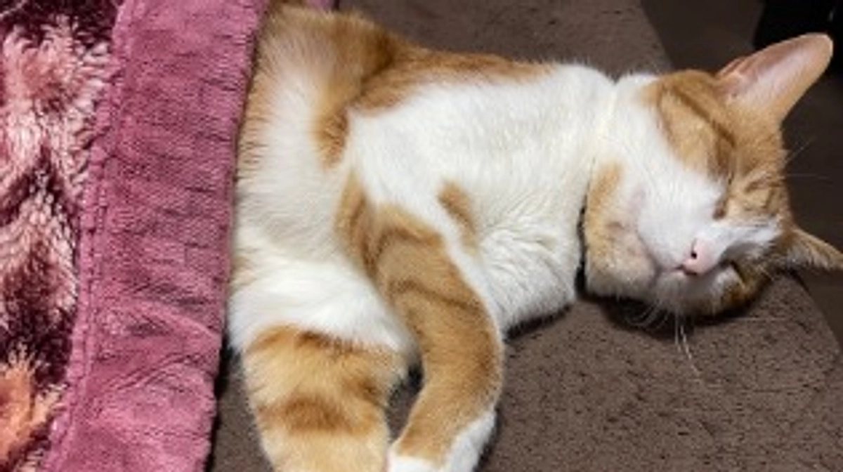 終了まで残り24時間…