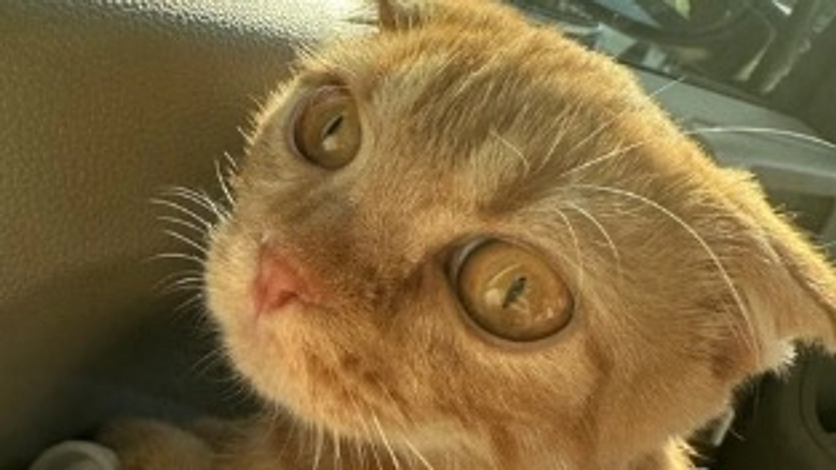 お外の世界を眺めるふう