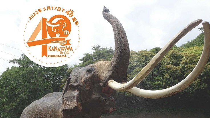 金沢動物園40周年PJ｜園の象徴、ゾウのボンとヨーコに給水装置を