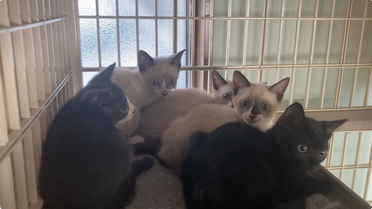 子猫5匹保護、ママ2匹捕獲器に入りました