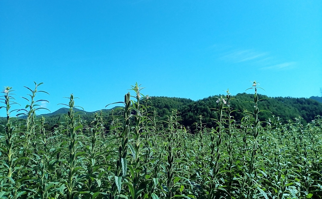 駒ヶ根でごま満喫ツアー〔2~8名〕団体・企業様向け