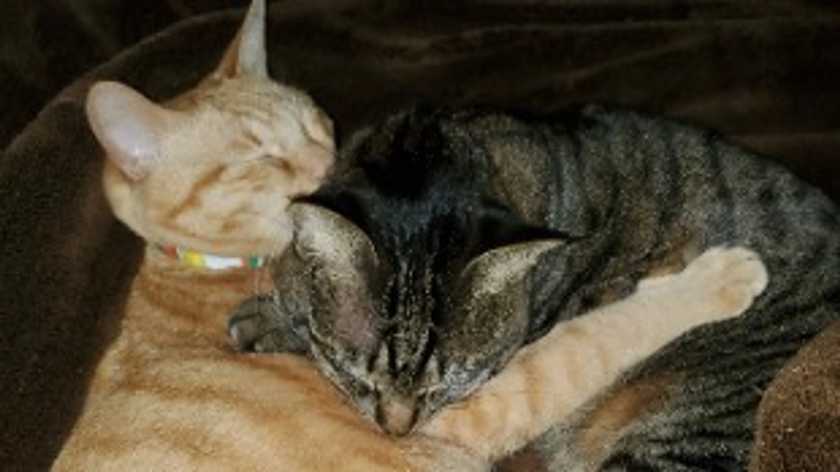 すみません。。。