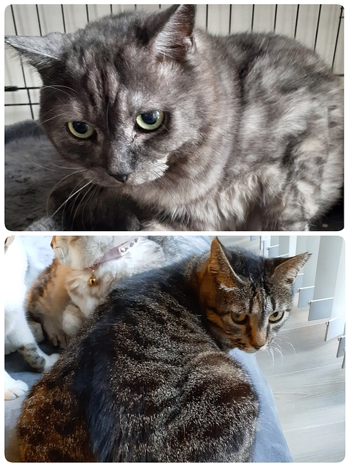 【シンバ将軍君】【小梅ちゃん】予防接種してきました。