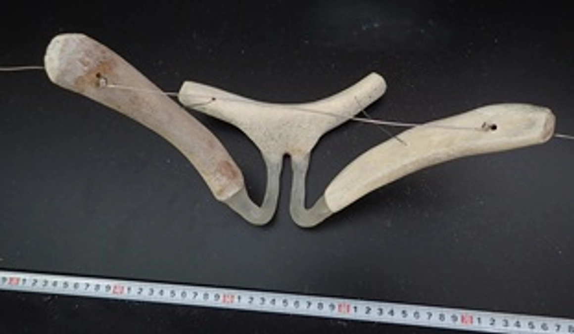 クジラの骨格標本５