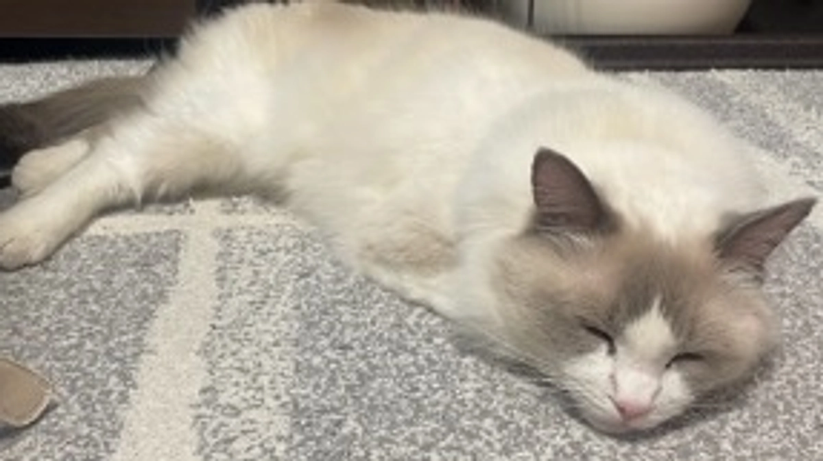 FIP経過観察4日目です。