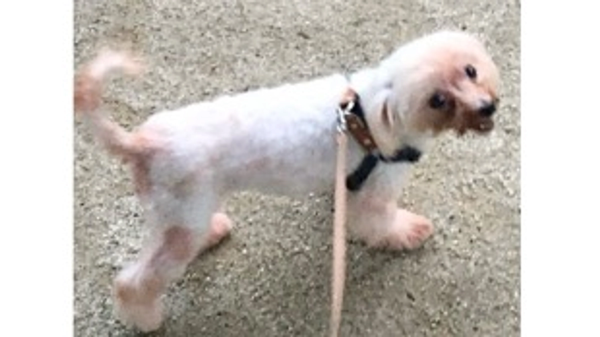 達成率20%になりました🎉