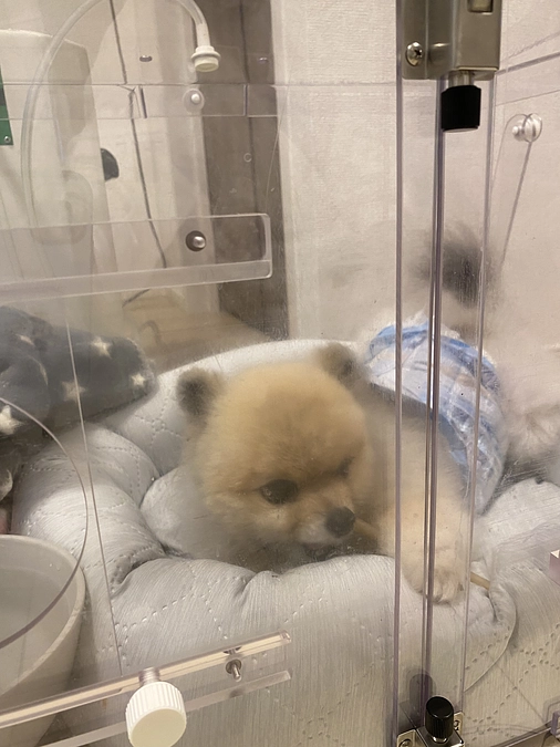 手術不適用診断書と最近のつばき