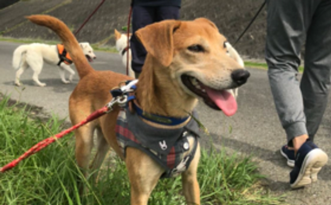 お気持ちコース