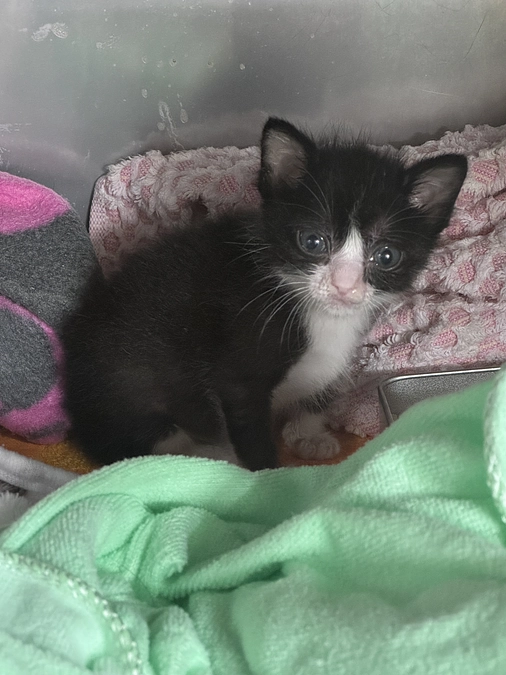 応援してくれてありがとうございました。みるくはお空にお引っ越しをしました。