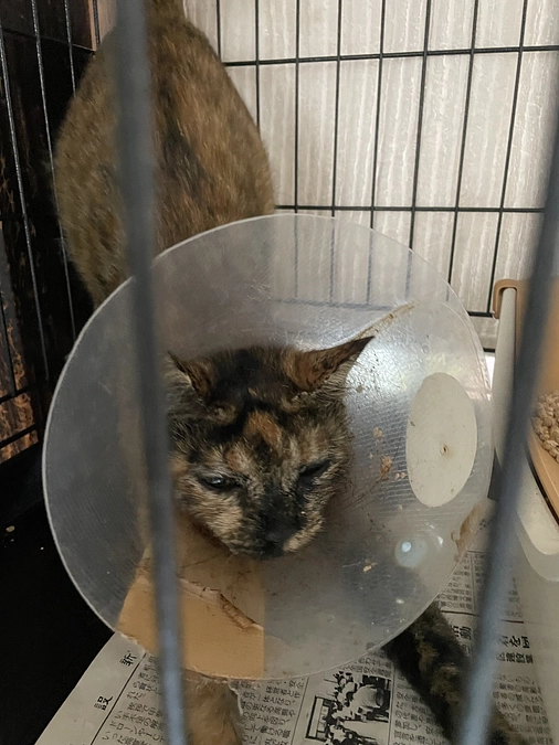 ご支援、応援ありがとうございます！