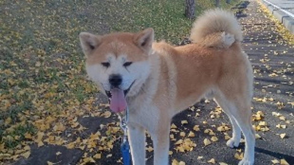 本日は11月11日、  ワンワンワンワンの日と言う事で。