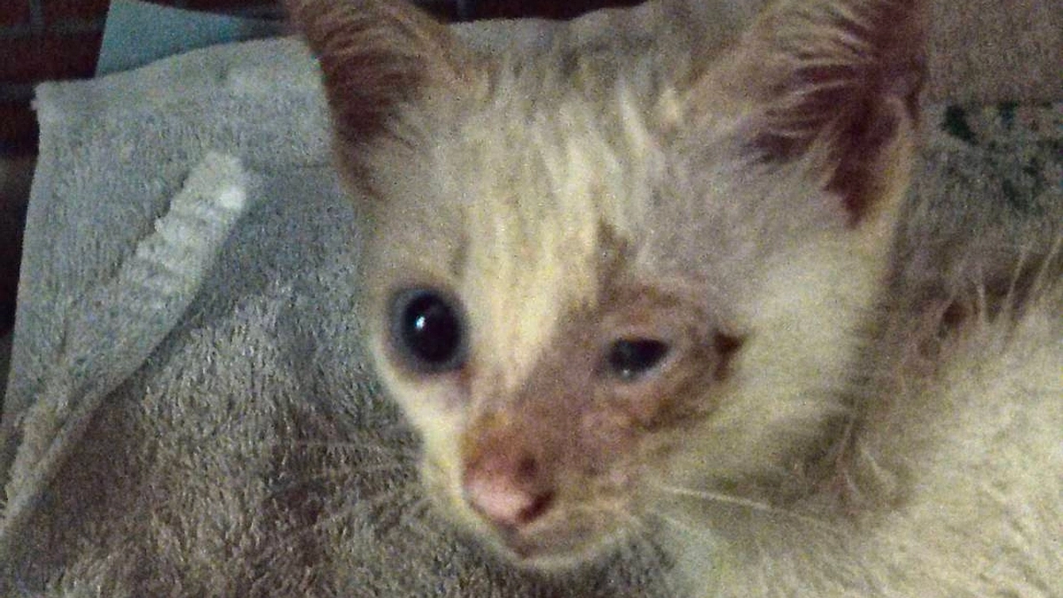 子猫たちの保護依頼続いています