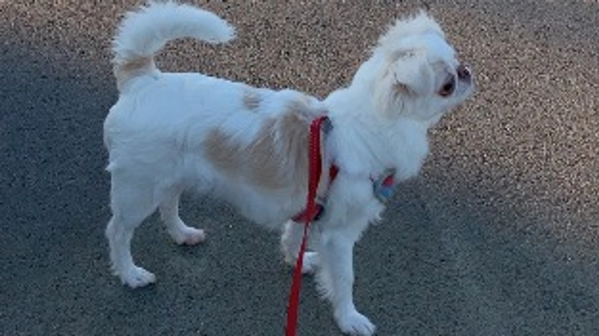 残り22日🐶❣️