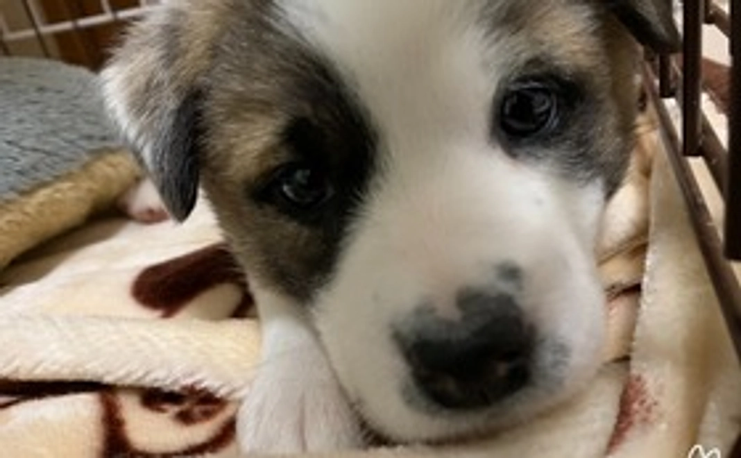 ファイトアラレ！2