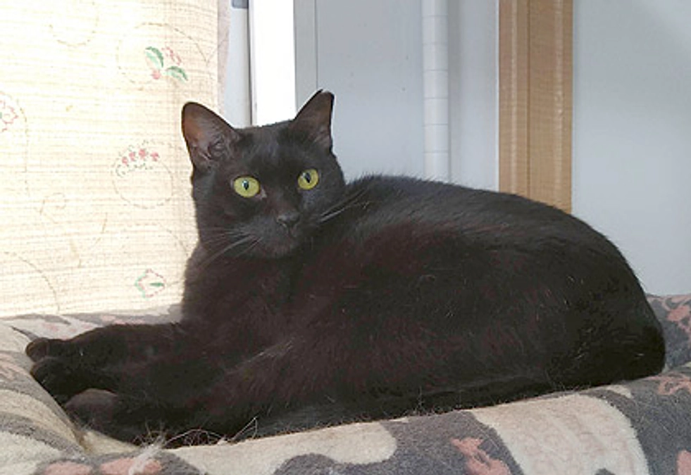 在籍猫紹介【ピロシキ君】