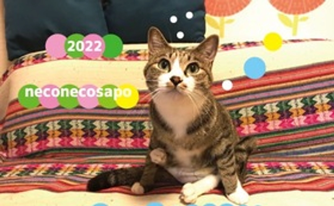 ポトリ応援！　2022年保護猫カレンダー