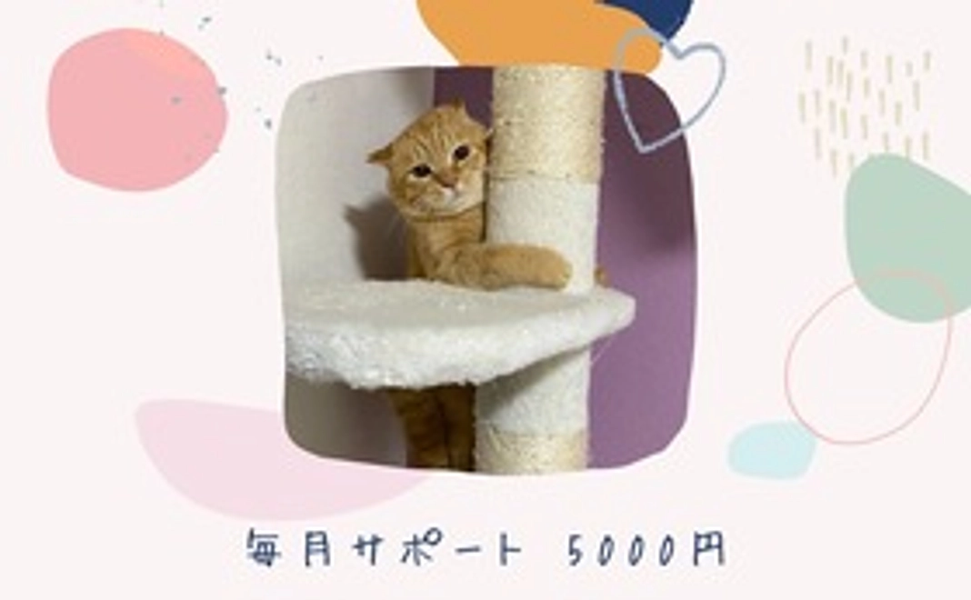 毎月サポート5000円