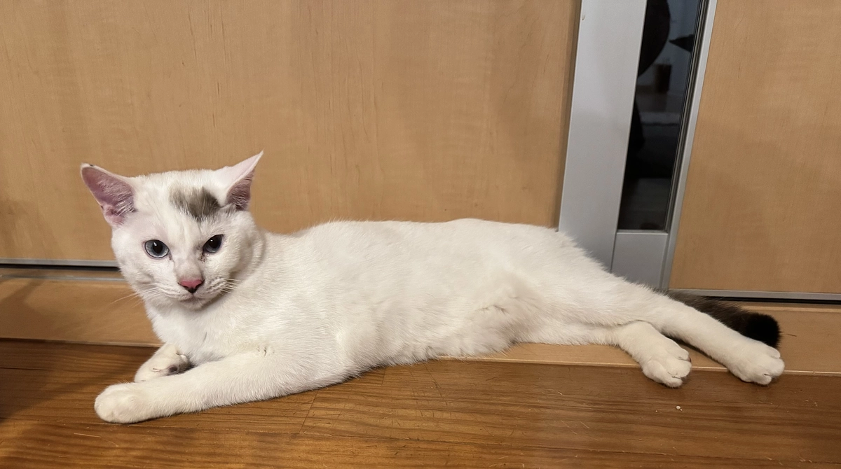 アッシュとの対面練習