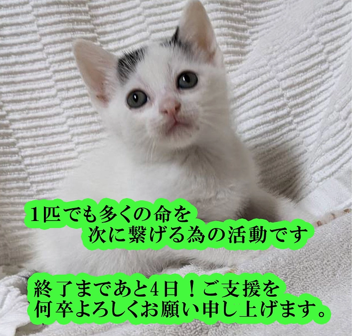 残り４日！！「殺処分」という言葉を無くしたい！！強烈なメッセージに・・必ず殺処分ゼロへ！