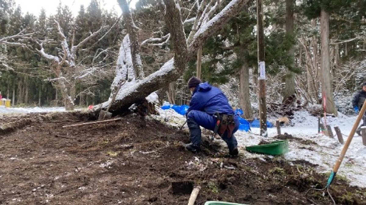 樹勢回復工事が始まりました。
