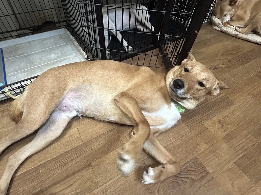 ボランティアの胸のうち　学生Yさんより