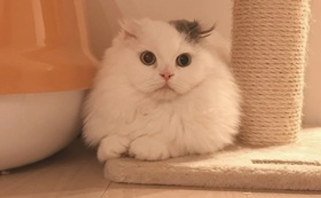 感謝のメール、モコタの写真1枚