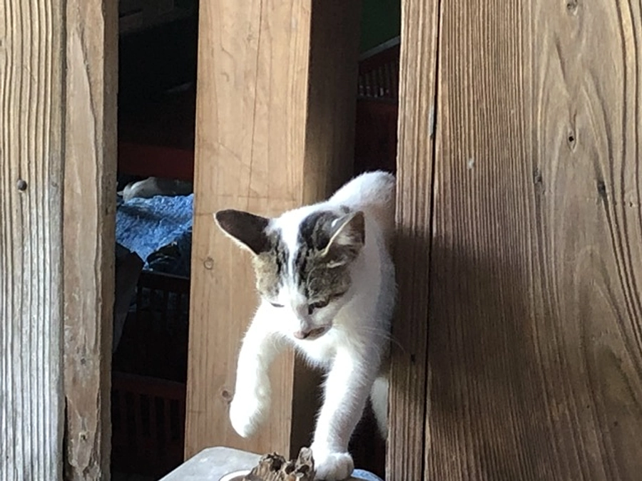 打ち水をしました