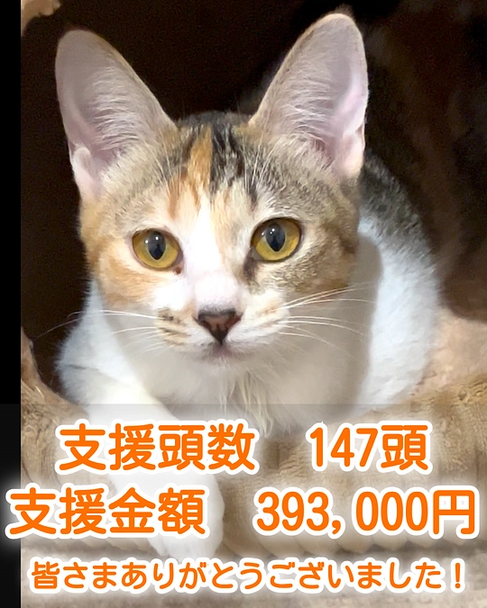 １０月も皆様のおかげでたくさんの猫ちゃんに支援することができました！ 