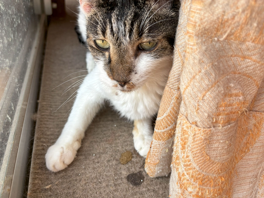 11月5日（日曜日）のチビ