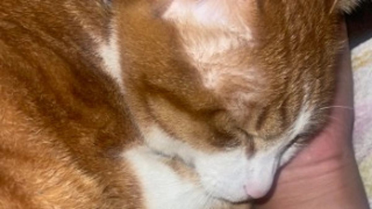 現状の｢代理支援について｣と補足。