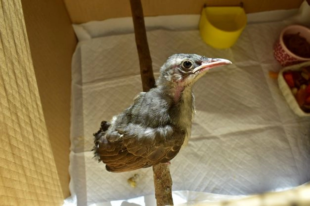 【保護情報】ヒヨドリのヒナ