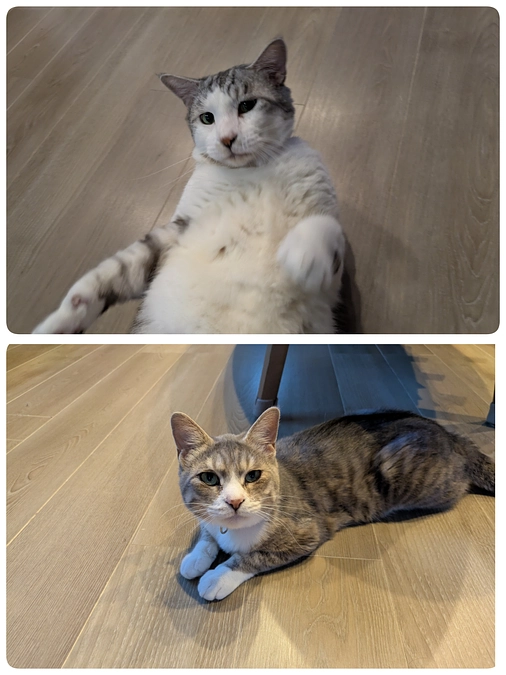 ［ぎんちゃん］［かぐらちゃん］トライアル決定！