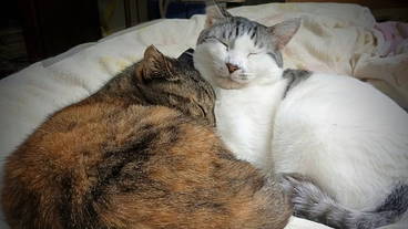 過酷なお外の猫を助けたい!活動継続を応援お願い致します!　　 のトップ画像