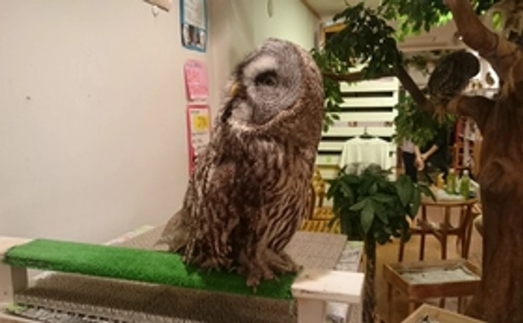 フクロウグッズとフクロウポストカードでお礼状の送付