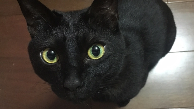 野良猫ちゃんの保護活動