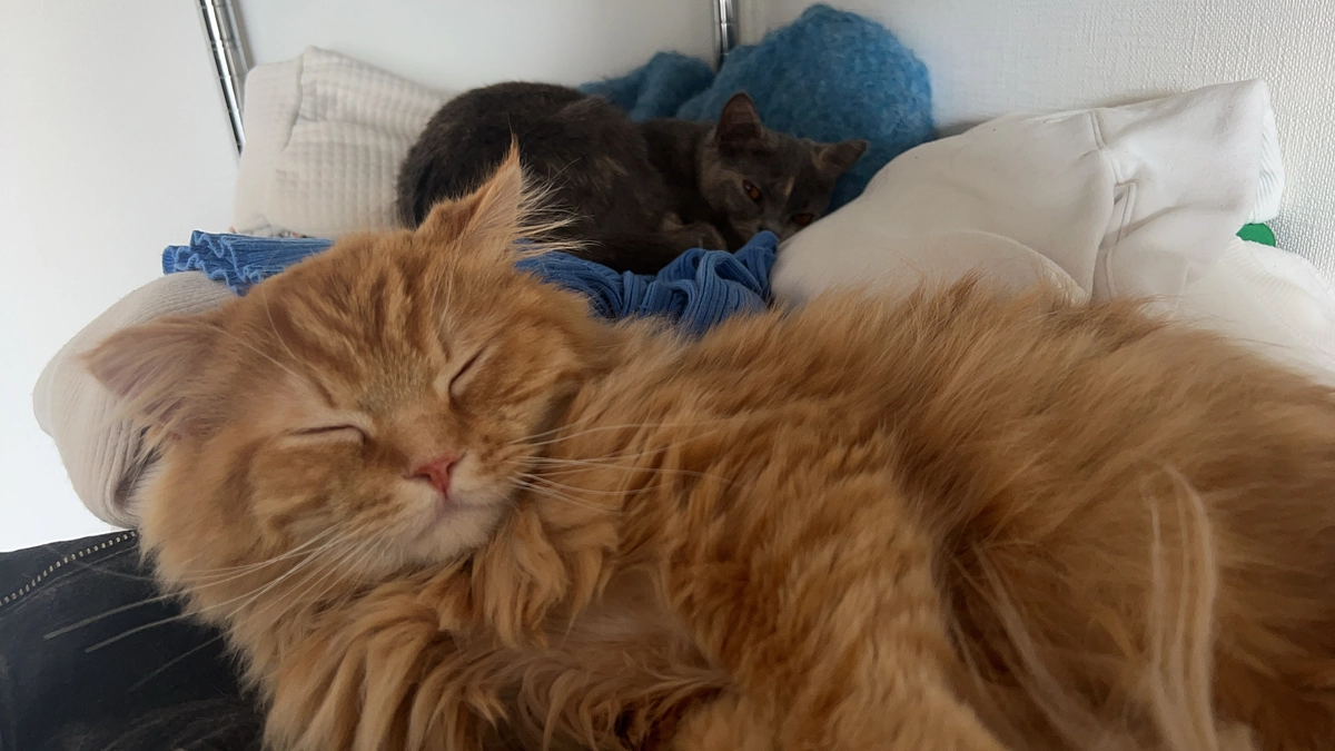 3/30~4/1分の代理支援反映のお知らせ