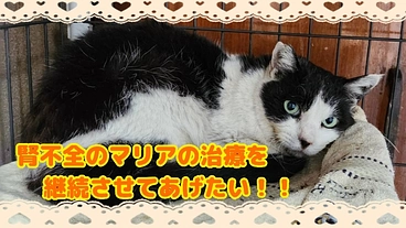 腎不全のマリアの治療を継続させてあげたい！ のトップ画像