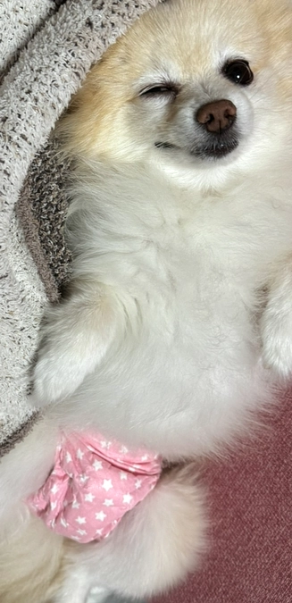 残り3日！達成率33%！あと126万3500円必要です！