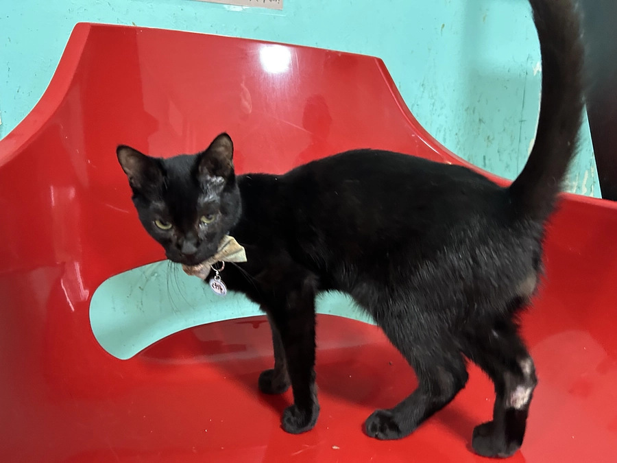 くろりんトライアルスタートです！