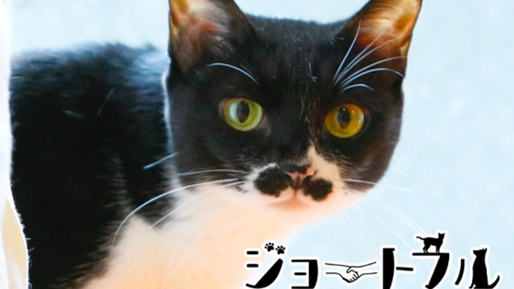 猛暑でも安心のトレーラーハウスで熊本の保護犬猫たちの譲渡会を