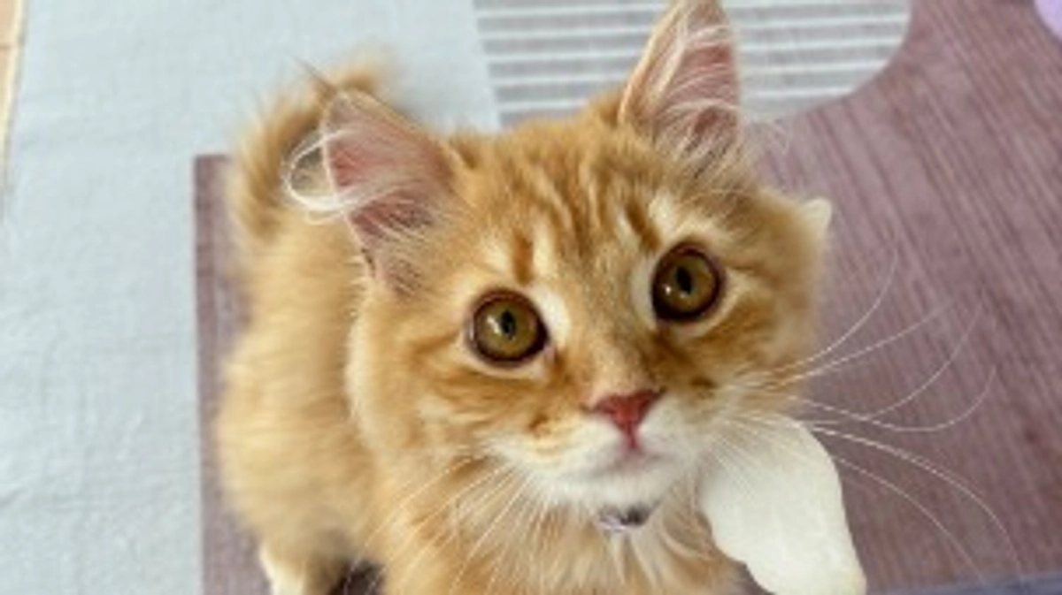 ありがとうございます！