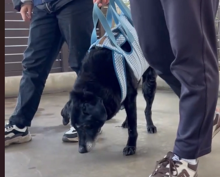 盲導犬引退犬19歳フェイの排泄サポート（動画）