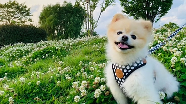 【気管虚脱】ポンタの命を助ける為に、力を貸して下さい のトップ画像