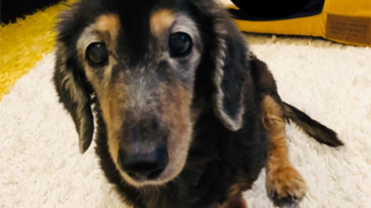 保護犬コツオに手術と治療を！「放置うんちゼロ」で活躍の場を！