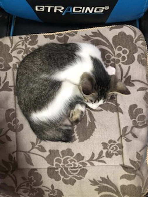 リリースしたアゲハちゃん生きてました！