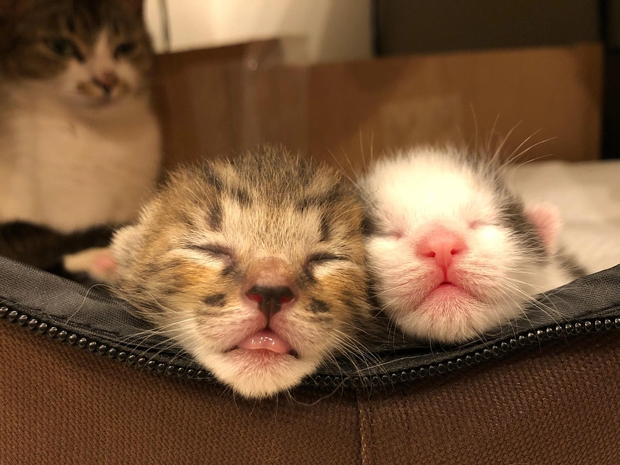 残り3日となりました！応援コメントのご紹介です！